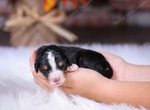 tri-colored male standard bernedoodle near Chicago Illinois