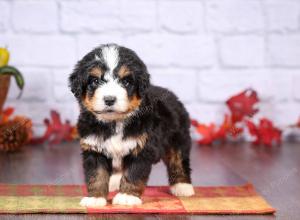 tri-colored female standard bernedoodle near Chicago Illinois