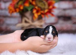 tri-colored male standard bernedoodle near Chicago Illinois