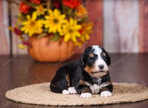 tri-colored female standard bernedoodle near Chicago Illinois