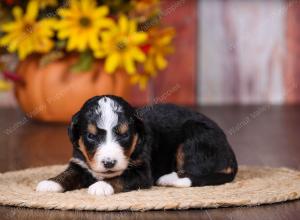 tri-colored female standard bernedoodle near Chicago Illinois