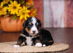 tri-colored female standard bernedoodle near Chicago Illinois