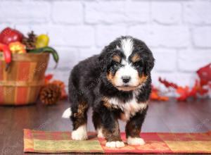 tri-colored female standard bernedoodle near Chicago Illinois