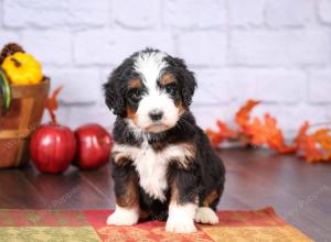 tri-colored female standard bernedoodle near Chicago Illinois