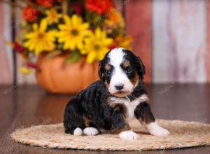 tri-colored female standard bernedoodle near Chicago Illinois