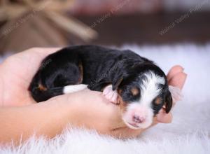 tri-colored female standard bernedoodle near Chicago Illinois