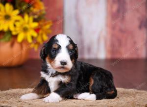 tri-colored female standard bernedoodle near Chicago Illinois