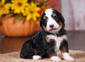 tri-colored female standard bernedoodle near Chicago Illinois