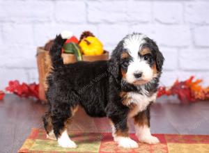 tri-colored female standard bernedoodle near Chicago Illinois