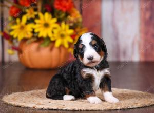 tri-colored female standard bernedoodle near Chicago Illinois