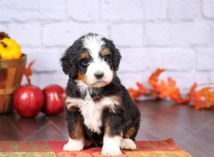 tri-colored female standard bernedoodle near Chicago Illinois