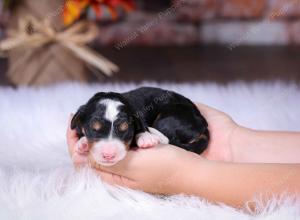 tri-colored male standard bernedoodle near Chicago Illinois