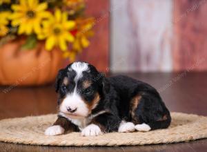 tri-colored female standard bernedoodle near Chicago Illinois