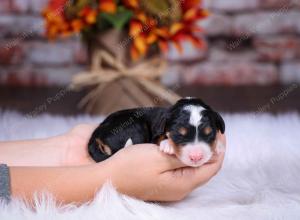 tri-colored male standard bernedoodle near Chicago Illinois