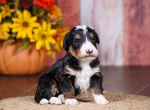 tri-colored female standard bernedoodle near Chicago Illinois