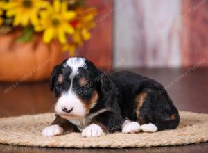 tri-colored female standard bernedoodle near Chicago Illinois