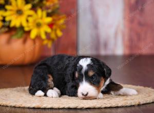 tri-colored female standard bernedoodle near Chicago Illinois