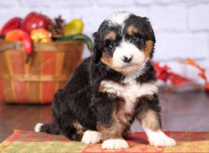 tri-colored female standard bernedoodle near Chicago Illinois