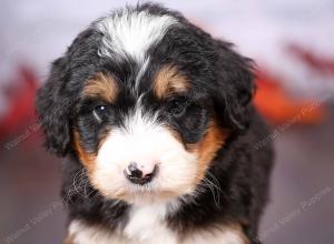 tri-colored female standard bernedoodle near Chicago Illinois