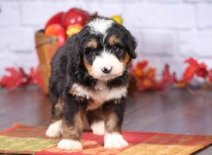 tri-colored female standard bernedoodle near Chicago Illinois