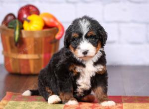 tri-colored female standard bernedoodle near Chicago Illinois