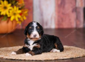 tri-colored female standard bernedoodle near Chicago Illinois