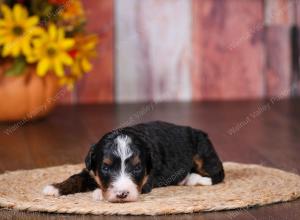 tri-colored female standard bernedoodle near Chicago Illinois