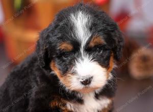 tri-colored female standard bernedoodle near Chicago Illinois