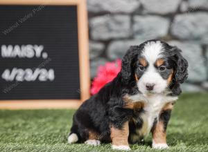 F1 mini bernedoodle near Chicago Illinois