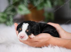 F1 mini bernedoodle near Chicago Illinois