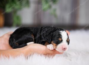 F1 mini bernedoodle near Chicago Illinois