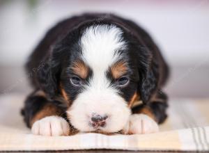 F1 mini bernedoodle near Chicago Illinois