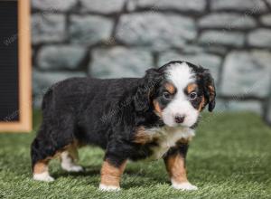 F1 mini bernedoodle near Chicago Illinois