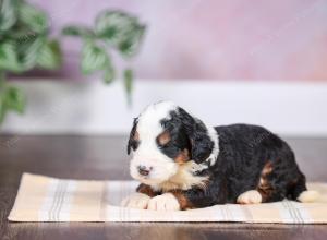 F1 mini bernedoodle near Chicago Illinois