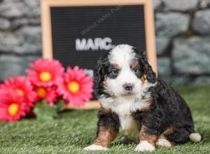 F1 mini bernedoodle near Chicago Illinois