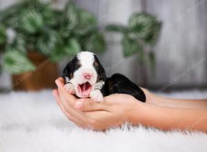 F1 mini bernedoodle near Chicago Illinois