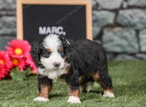 F1 mini bernedoodle near Chicago Illinois