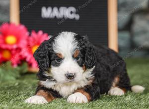 F1 mini bernedoodle near Chicago Illinois