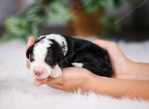 F1 mini bernedoodle near Chicago Illinois