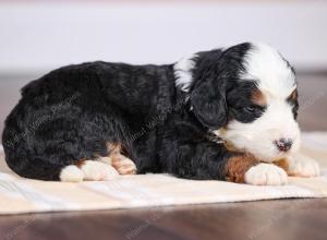 F1 mini bernedoodle near Chicago Illinois