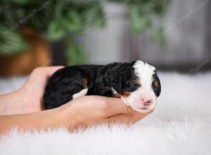 F1 mini bernedoodle near Chicago Illinois