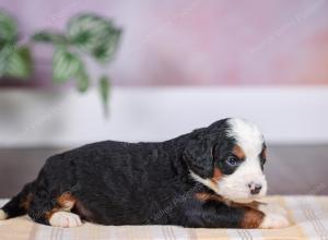 F1 mini bernedoodle near Chicago Illinois