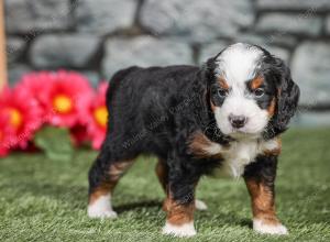 F1 mini bernedoodle near Chicago Illinois