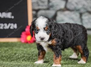 F1 mini bernedoodle near Chicago Illinois