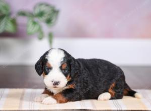 F1 mini bernedoodle near Chicago Illinois