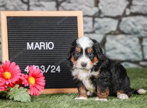 F1 mini bernedoodle near Chicago Illinois