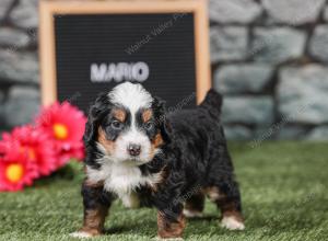 F1 mini bernedoodle near Chicago Illinois