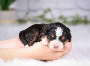 tri-colored mini bernedoodle near Chicago Illinois