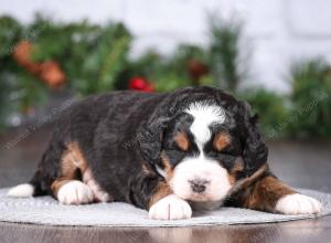 tri-colored mini bernedoodle near Chicago Illinois