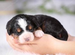 tri-colored mini bernedoodle near Chicago Illinois